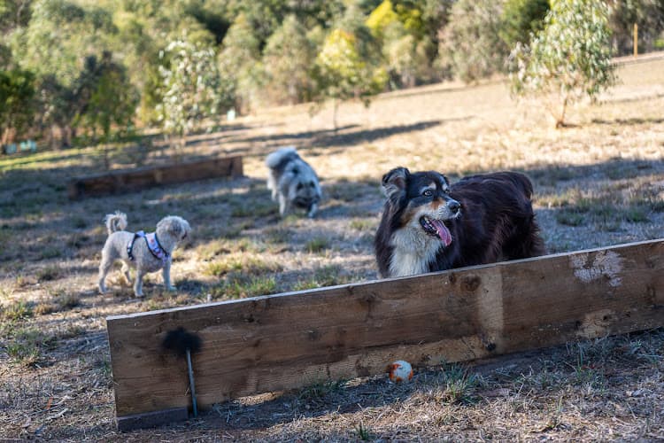 Zoomies Dog Park Mt Barker