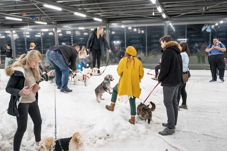 snow4dogs