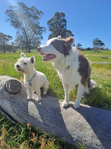 Unicorn Horse and Dog Playground